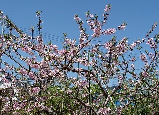 f0170524_15274157.jpg