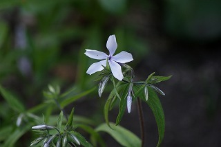 f0170524_15342482.jpg