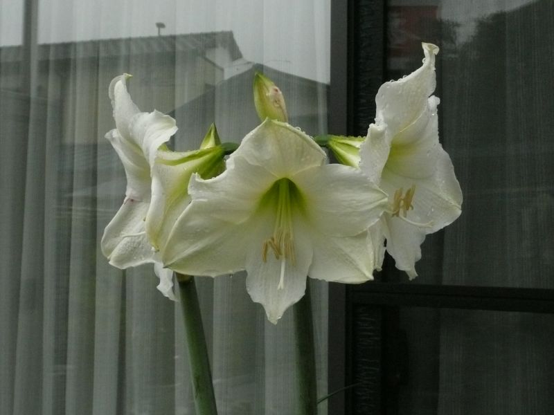 白い花 アマリリス 自然とともに生きる