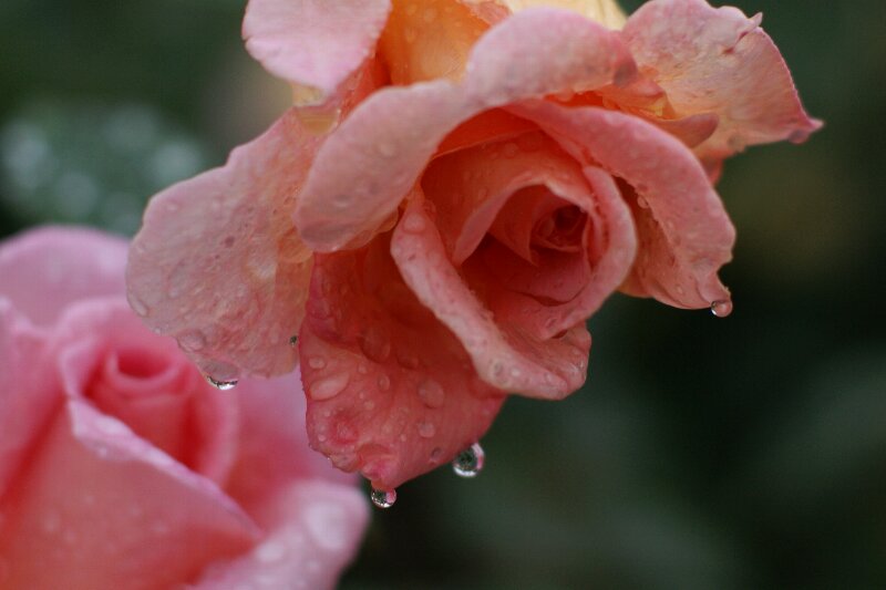 日中とは雰囲気が違って見える･･･雨の薄暮☆バラの花_a0122932_2292746.jpg