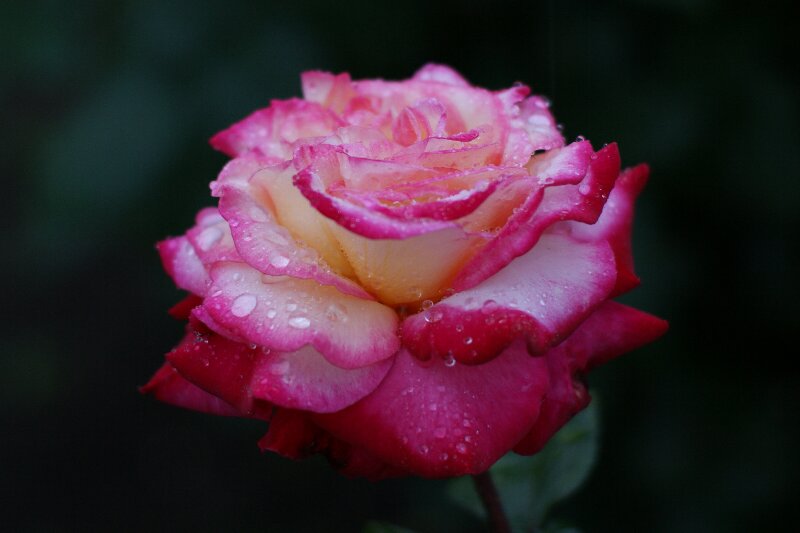 日中とは雰囲気が違って見える･･･雨の薄暮☆バラの花_a0122932_2294474.jpg