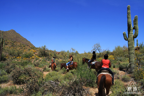 045 Tonto National Forest ～初の乗馬～_c0211532_11435517.jpg