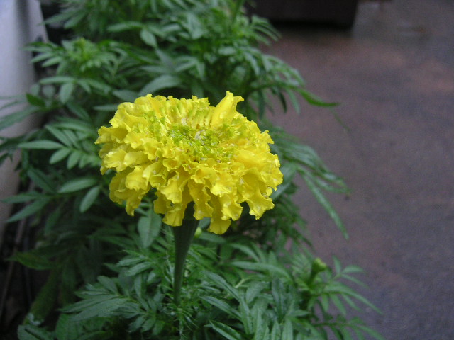 c0127933_8294429.jpg