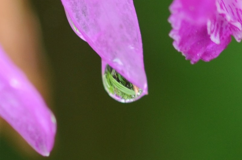 雨の雫_a0017634_1020218.jpg