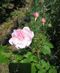 f0038336_11343830.jpg