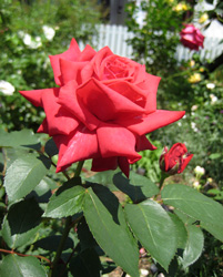 f0038336_11352281.jpg