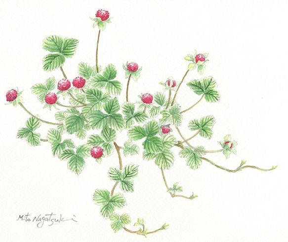 ヘビイチゴの水彩画 油絵画家 永月水人のａｒｔ ｌｉｆｅ