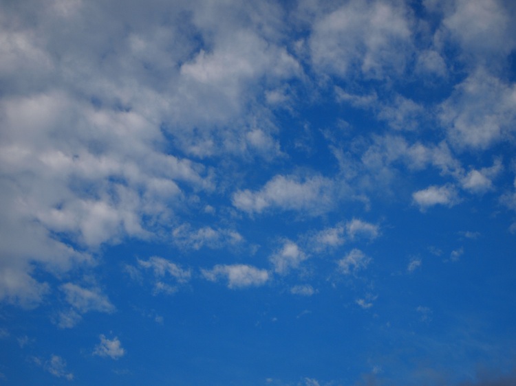 a0146442_75159.jpg