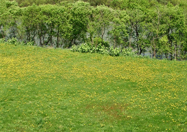 d0075843_12403838.jpg