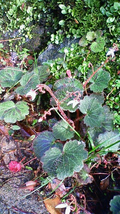 b0132746_20284985.jpg