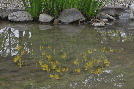 c0093046_7431426.gif