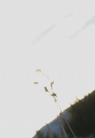 e0126350_2384959.jpg