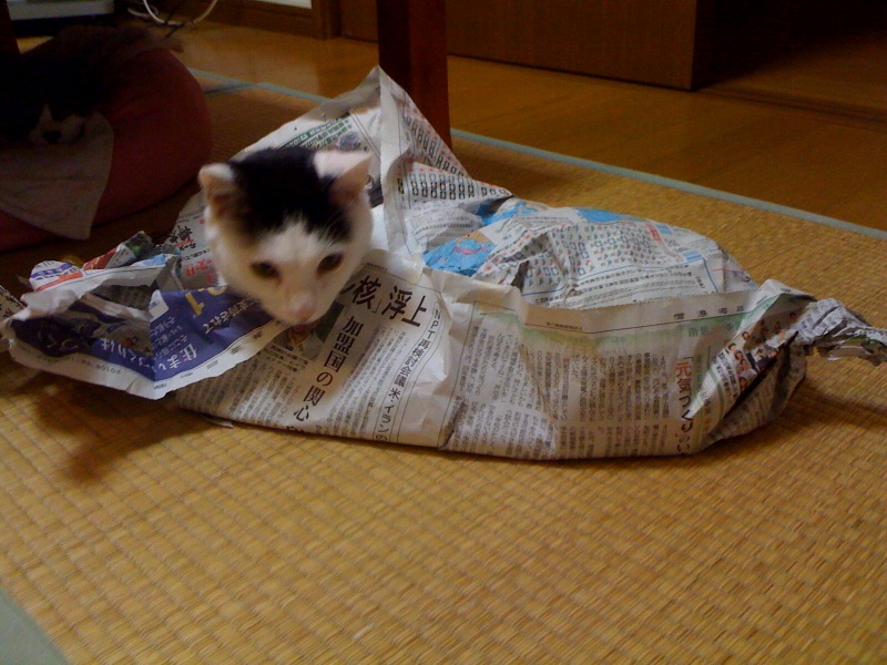 しんぶんし、すき_e0026053_1320074.jpg