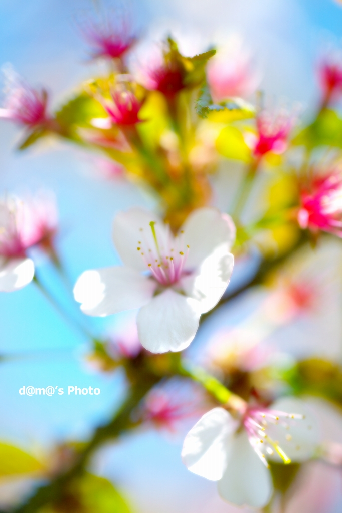 日本で一番最後に咲く桜_a0155255_2045768.jpg