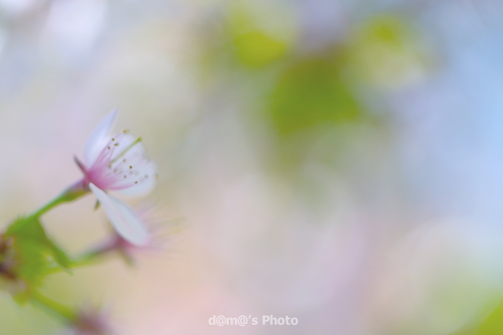 日本で一番最後に咲く桜_a0155255_20465523.jpg