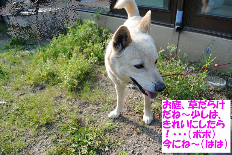 雨がたくさん降りました～_e0139167_23085.jpg