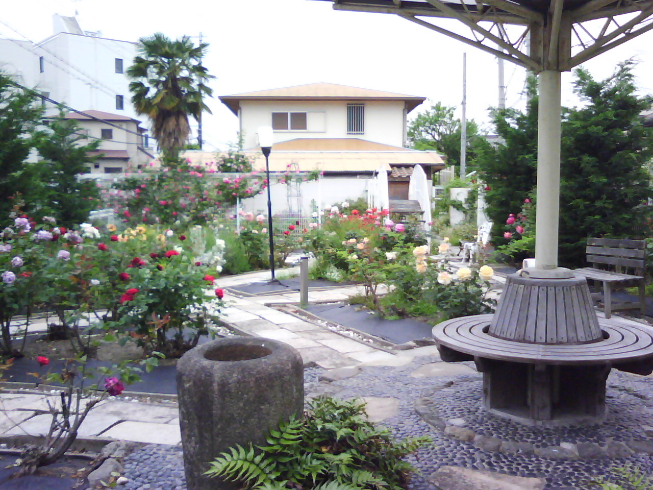 阪急石橋駅の近所にあるバラ園_f0150767_9212645.jpg