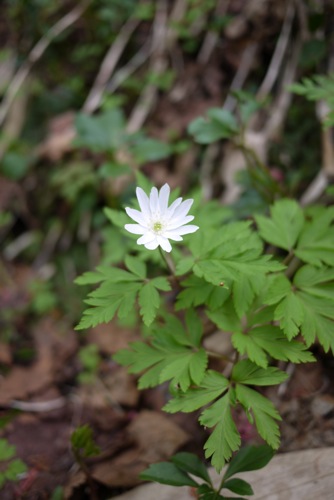 毛無山の花々　　3_f0146174_15405390.jpg