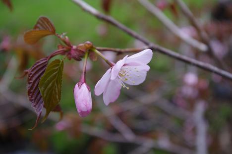 桜_f0126282_9162650.jpg