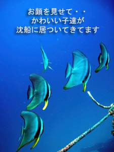 目指せ!2ヶ月に1回ダイビング♪_f0144385_19184957.jpg