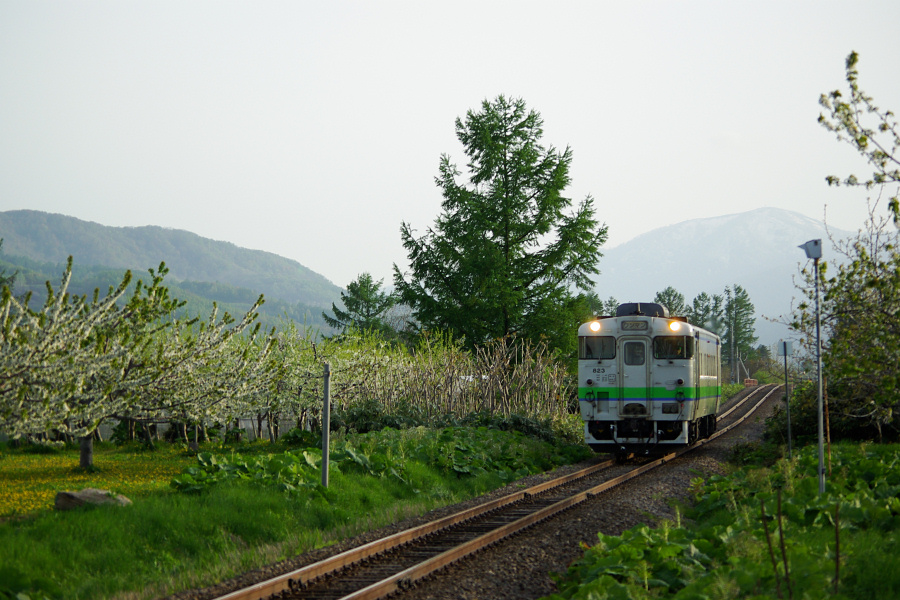 さくらんぼの花咲く頃　２_e0051186_209643.jpg