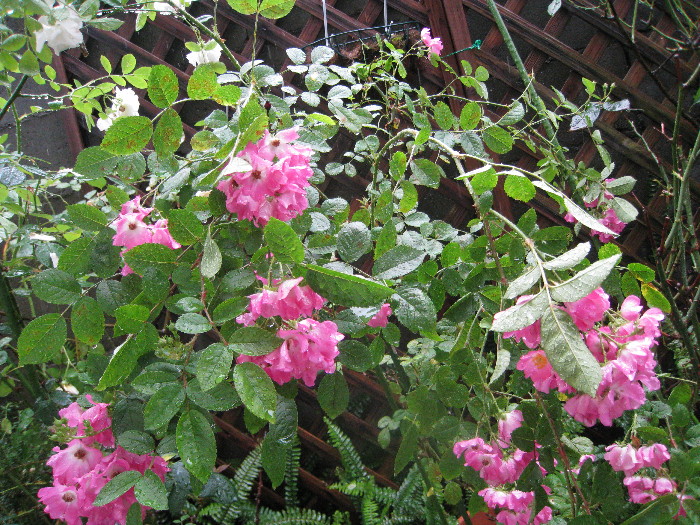 c0132387_2035219.jpg
