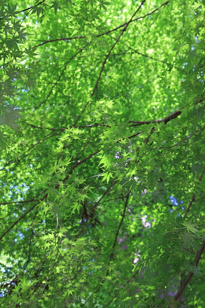 貴船_e0051888_042270.jpg