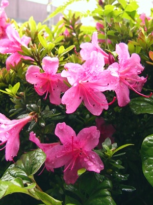 c0151691_9523477.jpg