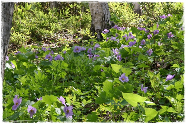 滝野の森・西エリア_f0146493_223051.jpg