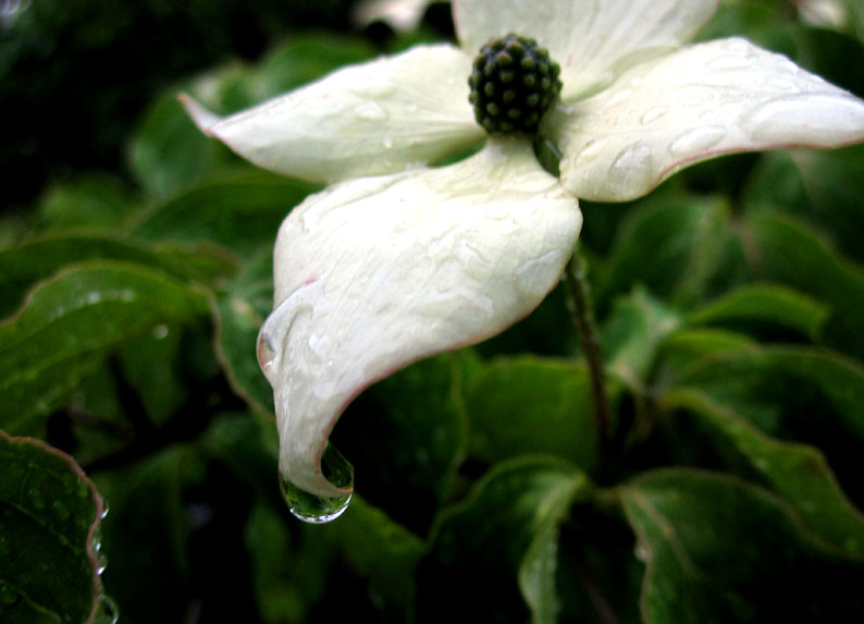 雨の雫_b0145296_712355.jpg