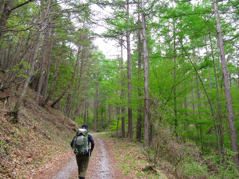 ルリビタキの住む山＠西岳・八ヶ岳　２０１０・５・２２（土）～２３（日）_c0213096_1653764.jpg