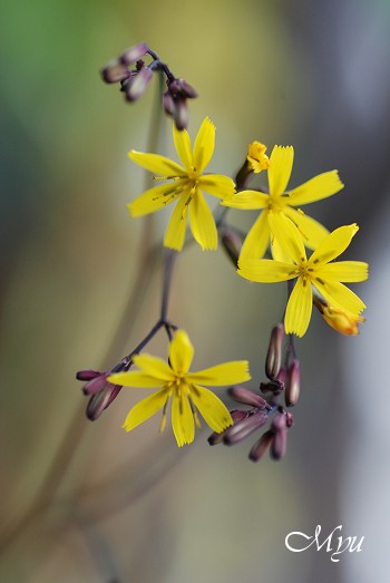 小さなお花達_d0064000_2192886.jpg