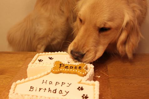 Peace\'s 2ndBirthday!_c0226701_9252370.jpg