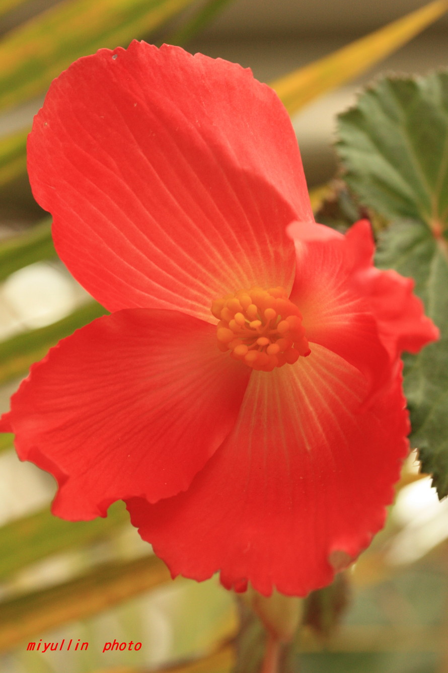 神代植物公園の様々なお花_b0109602_18471351.jpg