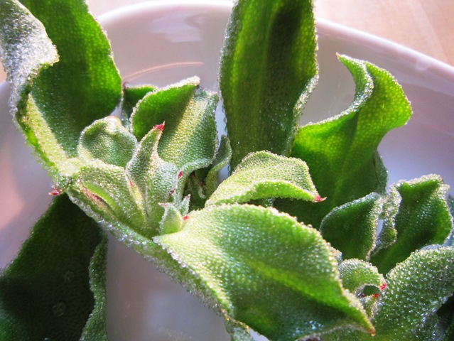 c0125702_2092324.jpg
