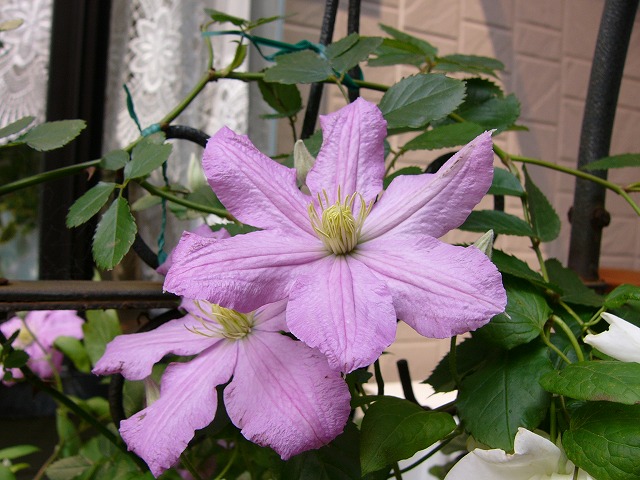 素敵なお庭訪問♪　今日の花_a0123003_21584190.jpg