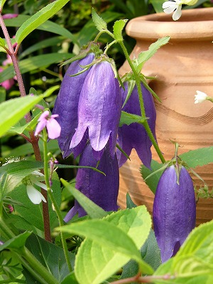 素敵なお庭訪問♪　今日の花_a0123003_2251465.jpg