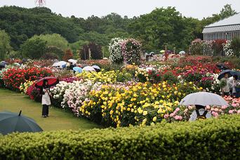 雨降りの京成バラ園_c0229003_22361251.jpg