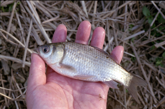 春のザッコ釣り_e0041606_2330574.jpg