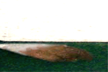 e0103408_12465464.gif