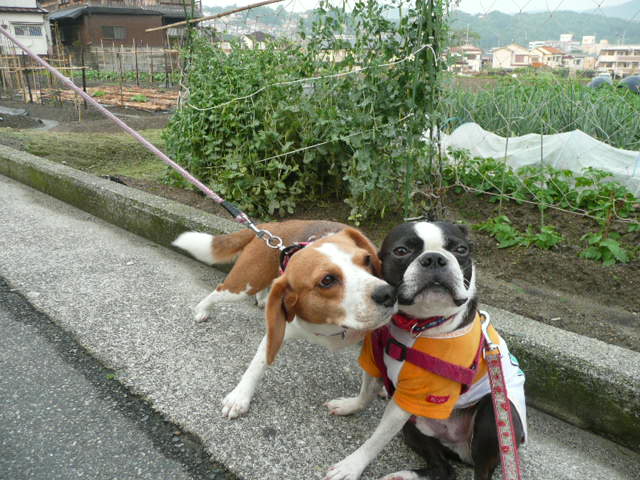 c0165909_17215842.jpg