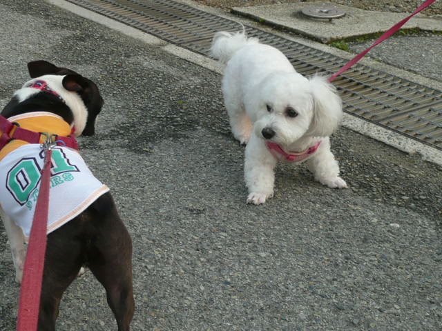 c0165909_17255114.jpg
