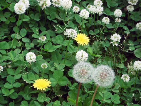 シロツメクサとタンポポとセンダン : ☆幸せな一日☆