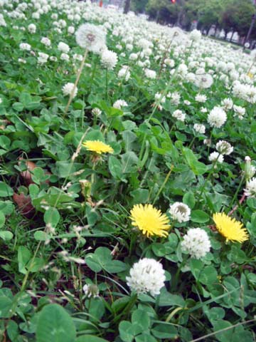 20200511-DSC_5014.jpg | タンポポ, Dandelion, シロツメクサ