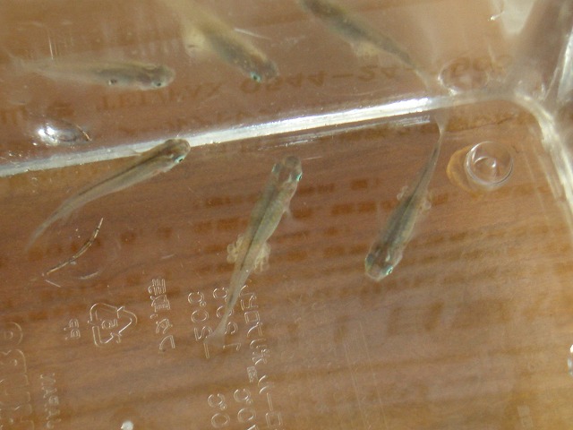 浮島ヶ原自然公園の今後_f0141310_23472236.jpg