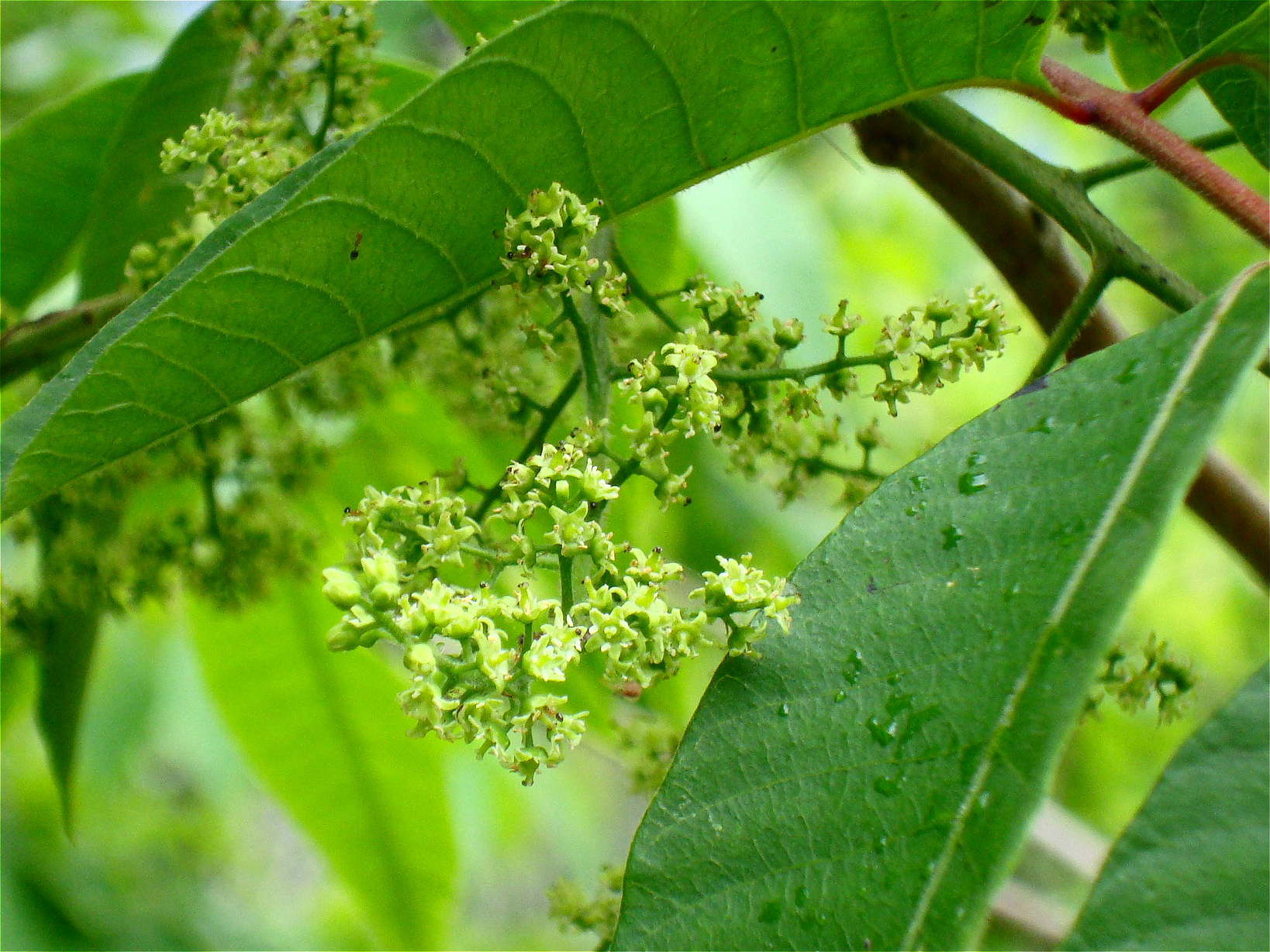 櫨 ハゼ の木の花 椿壽菴だより