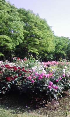 e0009714_8244415.jpg