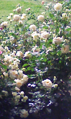 e0009714_8244419.jpg