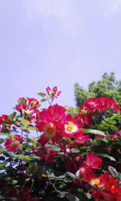 e0009714_8244483.jpg