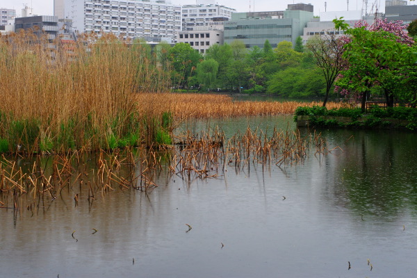 雨の不忍池_b0053019_212541.jpg